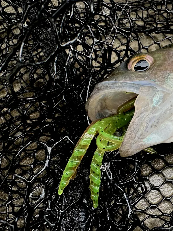 Fisch mit grünem Gummiköder im Maul liegt im Kescher