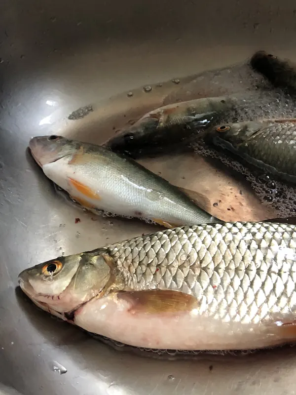 Frisch gefangene Weissfische und ein Egli werden im Spülbecken gewaschen