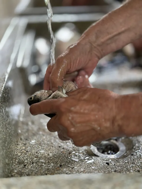 Frisch gefangene Forelle wird unter fliessendem Wasser gereinigt